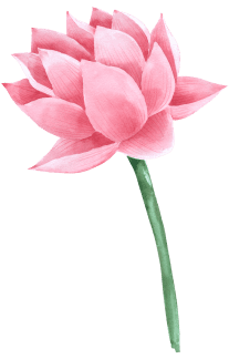 Mediumnite Medium Saint Brieuc Lotus Flower