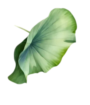 Mediumnite Medium Saint Brieuc Lotus Leaf 1